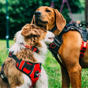 PET HARNESSES 🐾
