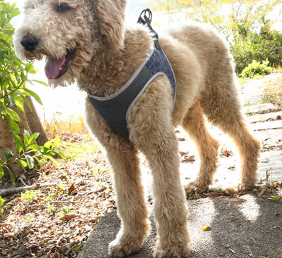 Dog Leash Vest Pet Harness Bullfight Adjustable Dog Harness Vest